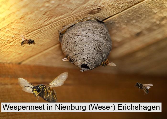 Wespennest in Nienburg (Weser) Erichshagen